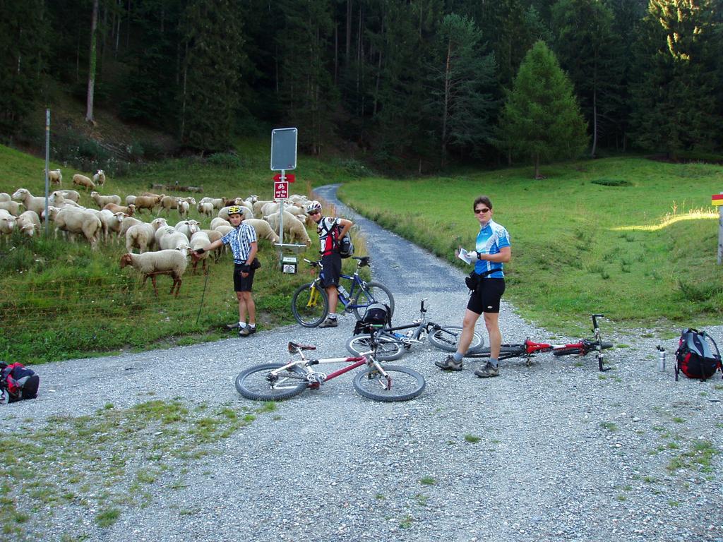 Eine Herde Appetittanreger am Morgen auf der Velolandroute 6 Eine Herde Appetittanreger am Morgen auf der Velolandroute 6