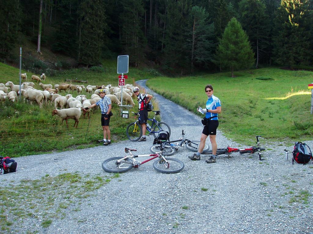 Eine Herde Appetittanreger am Morgen auf der Velolandroute 6